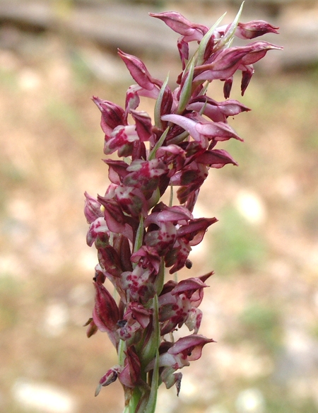 Anacamptis coriophora / Orchide cimicina